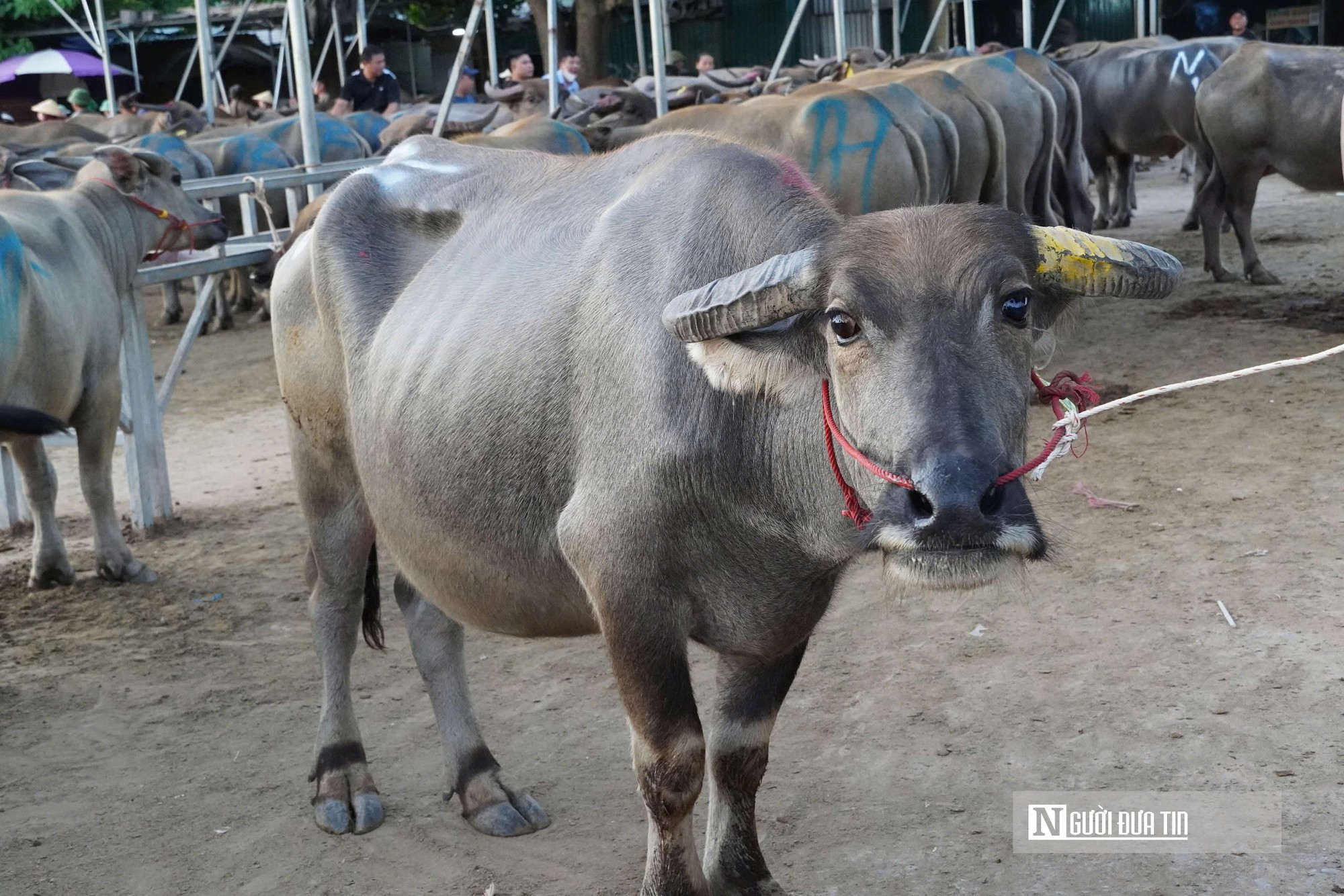 Náo nhiệt "sàn giao dịch" trâu bò đặc biệt nhất xứ Nghệ- Ảnh 6.
