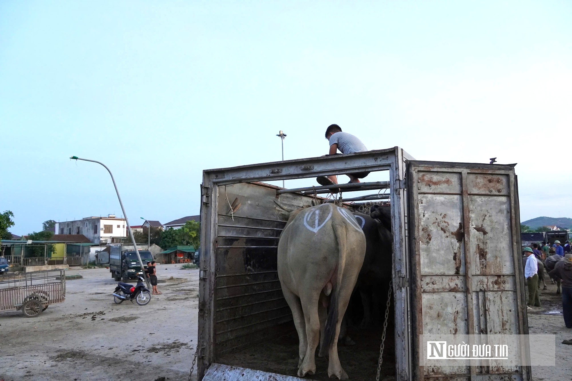 Náo nhiệt "sàn giao dịch" trâu bò đặc biệt nhất xứ Nghệ- Ảnh 11.