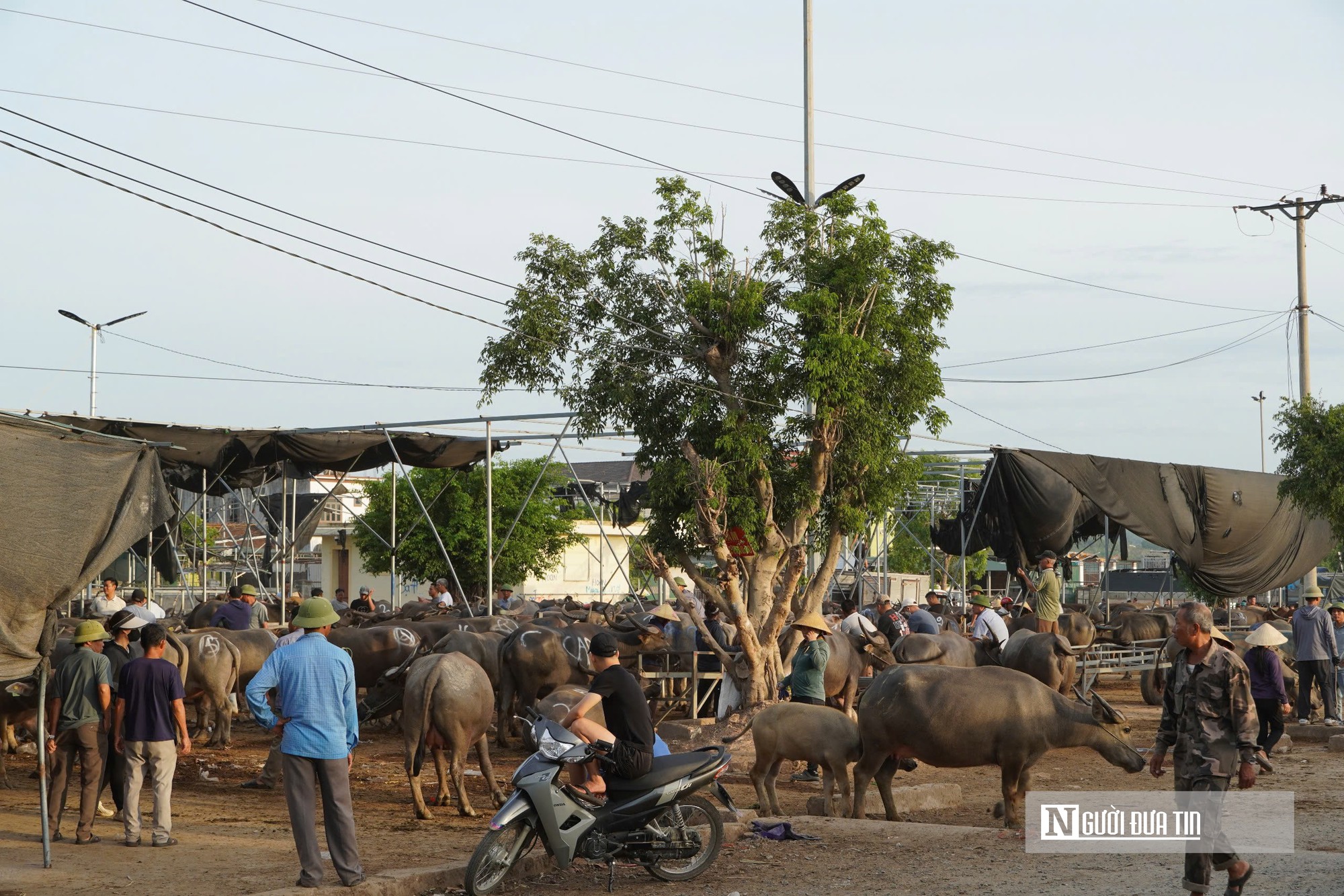 Náo nhiệt "sàn giao dịch" trâu bò đặc biệt nhất xứ Nghệ- Ảnh 14.