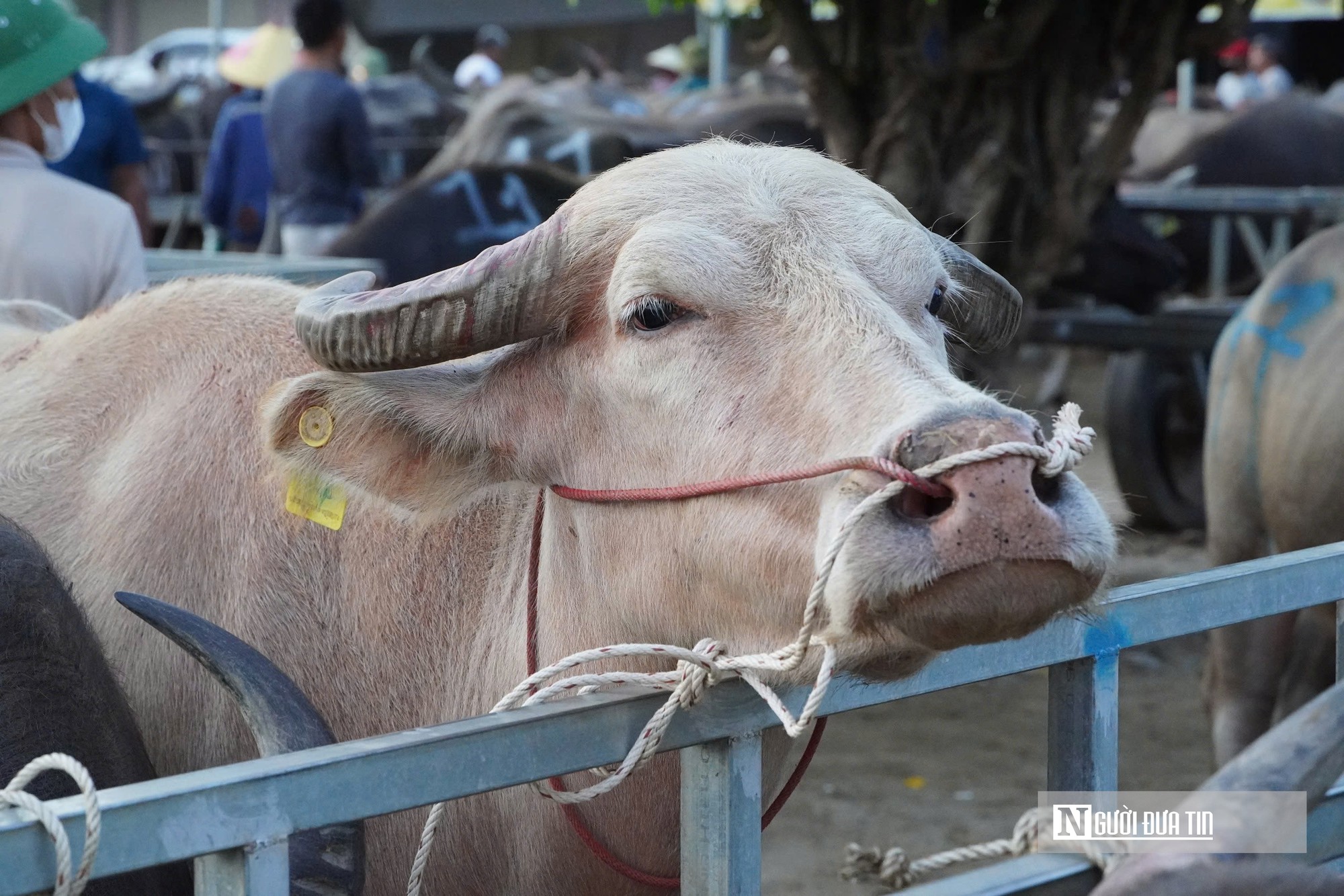 Náo nhiệt "sàn giao dịch" trâu bò đặc biệt nhất xứ Nghệ- Ảnh 12.