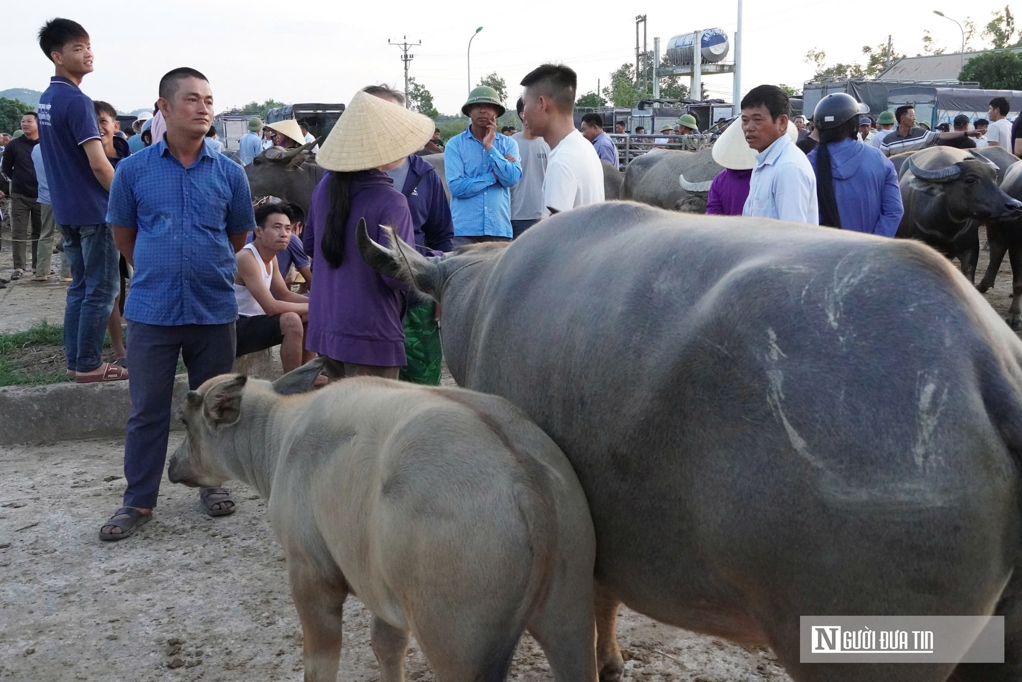 Náo nhiệt "sàn giao dịch" trâu bò đặc biệt nhất xứ Nghệ- Ảnh 9.