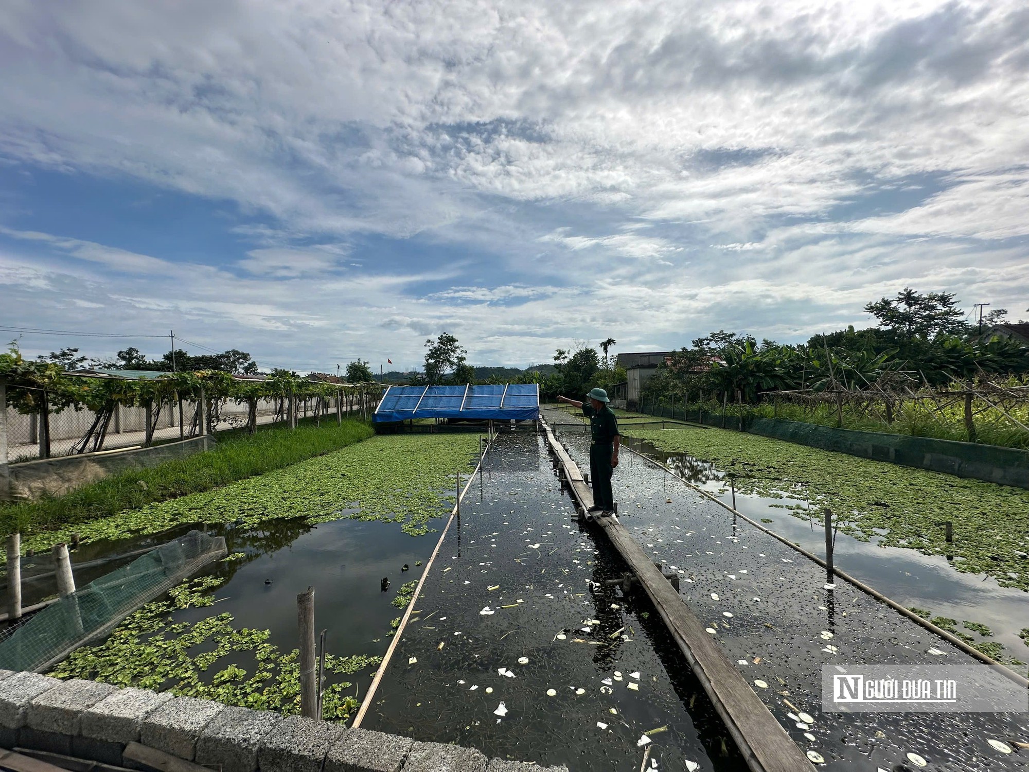 Cựu chiến binh quê Bác làm kinh tế thành công từ mô hình nuôi ốc bươu đen- Ảnh 1.