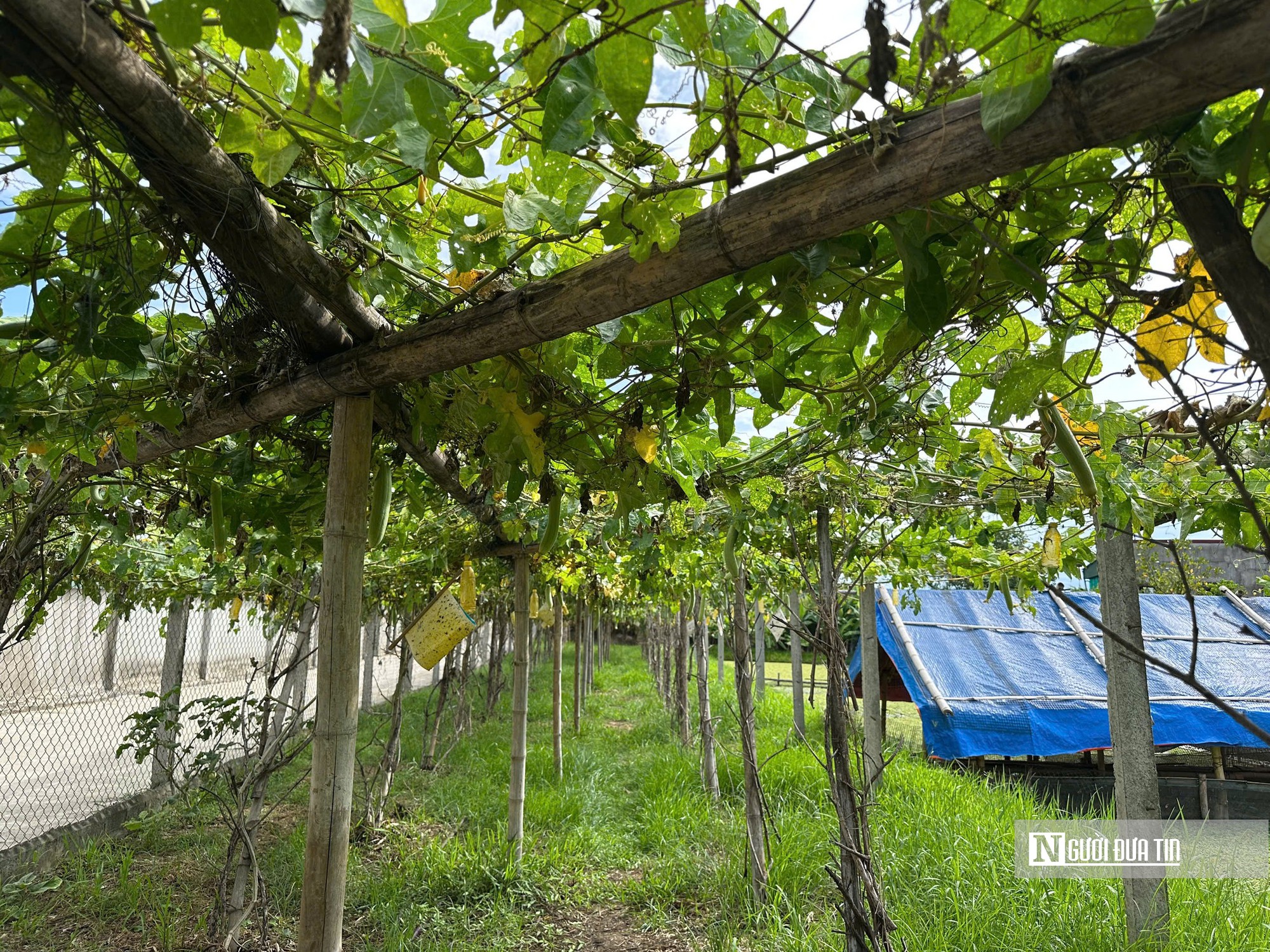 Cựu chiến binh quê Bác làm kinh tế thành công từ mô hình nuôi ốc bươu đen- Ảnh 4.