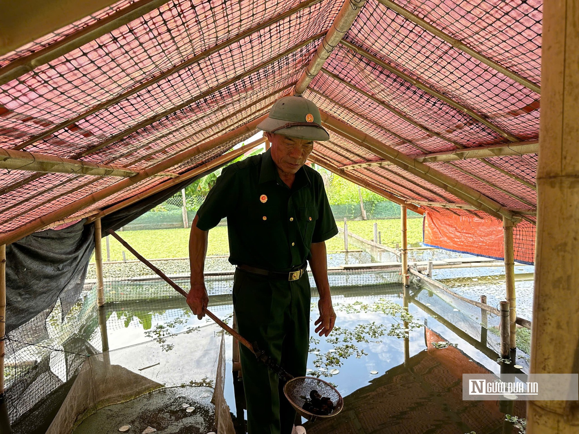 Cựu chiến binh quê Bác làm kinh tế thành công từ mô hình nuôi ốc bươu đen- Ảnh 6.