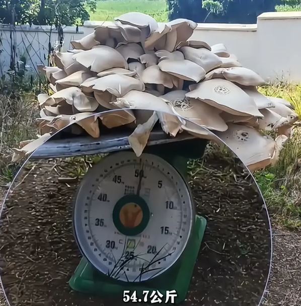 C&acirc;y nấm khổng lồ nặng gần 55kg xuất hiện giữa rừng, người d&acirc;n &ugrave;n &ugrave;n k&eacute;o tới xem - Ảnh 2.