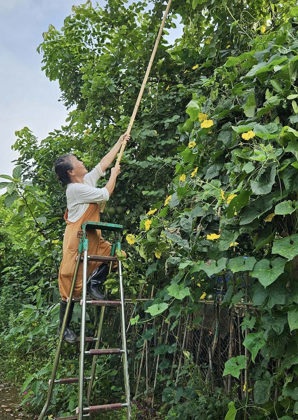 Cuộc sống điền viên bên khu vườn hàng nghìn m² xanh mát của diễn viên Tú Oanh - Ảnh 5.