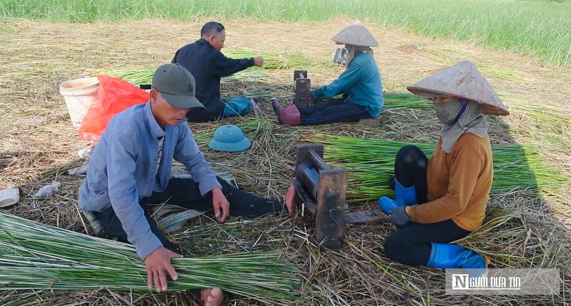 Mùa vàng trên cánh đồng cói lớn nhất Thanh Hóa- Ảnh 2.
