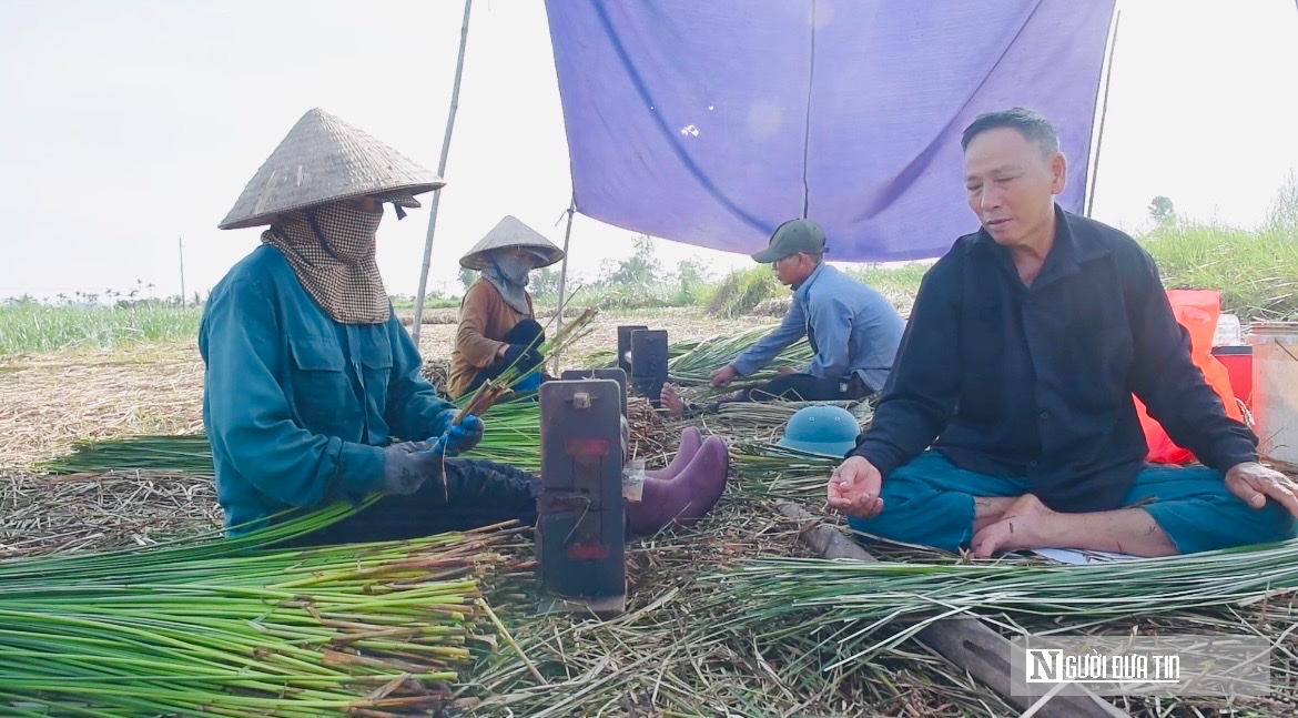 Mùa vàng trên cánh đồng cói lớn nhất Thanh Hóa- Ảnh 3.