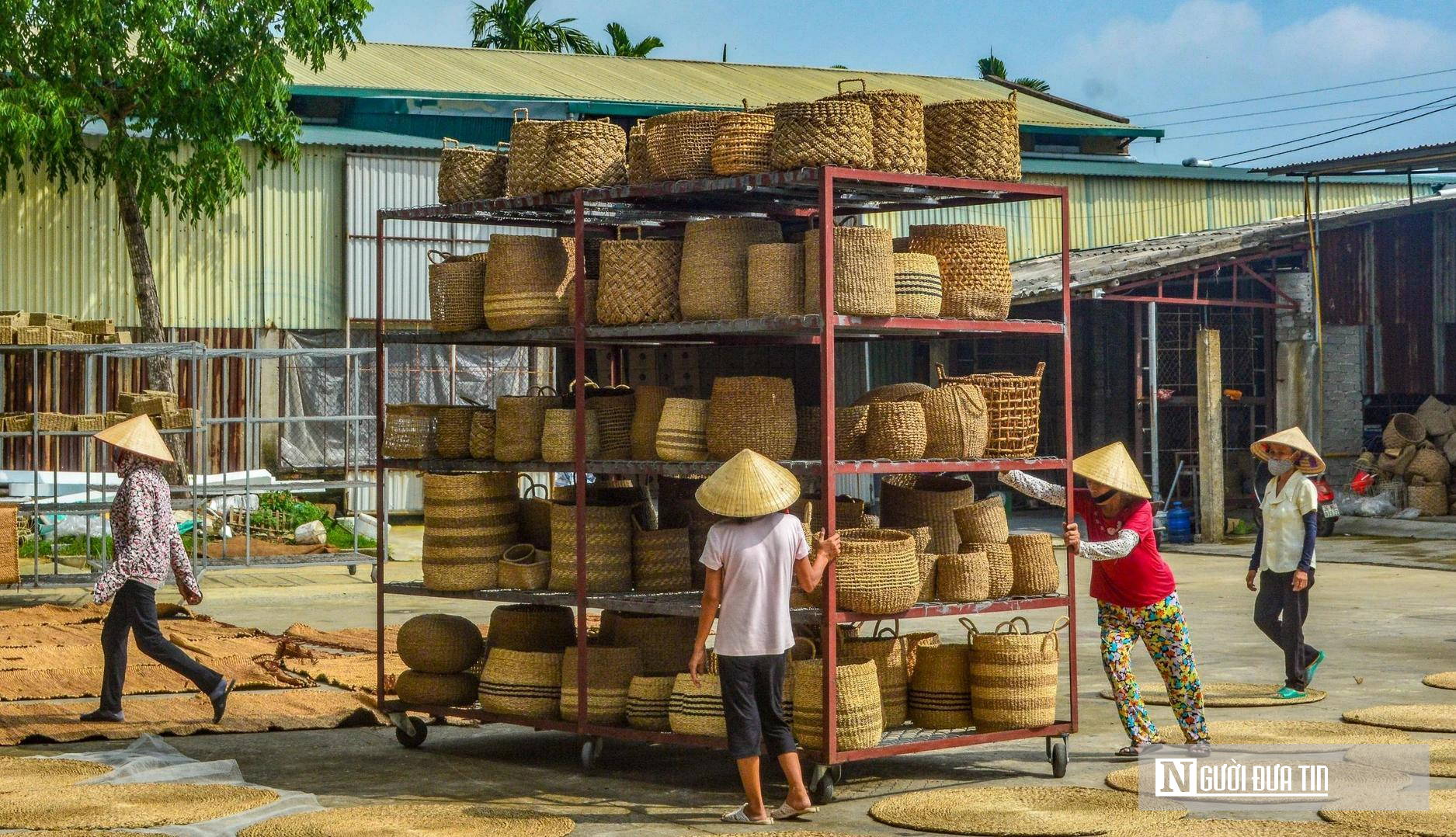 Mùa vàng trên cánh đồng cói lớn nhất Thanh Hóa- Ảnh 9.