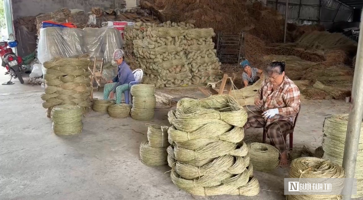 Mùa vàng trên cánh đồng cói lớn nhất Thanh Hóa- Ảnh 10.