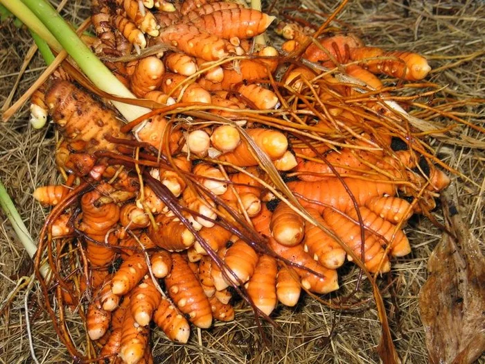 Các loại thực phẩm giúp làm sạch cơ thể tự nhiên - Ảnh 3.