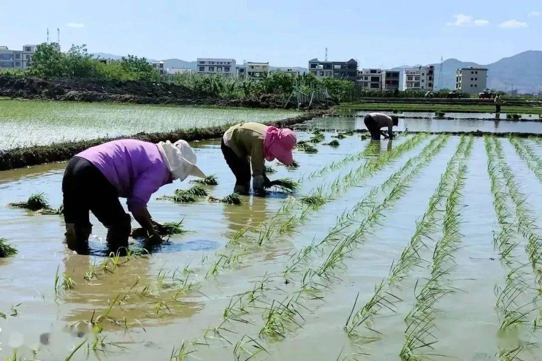 Xem mắt tại ruộng lúa, cô gái nói một câu khiến đàng trai