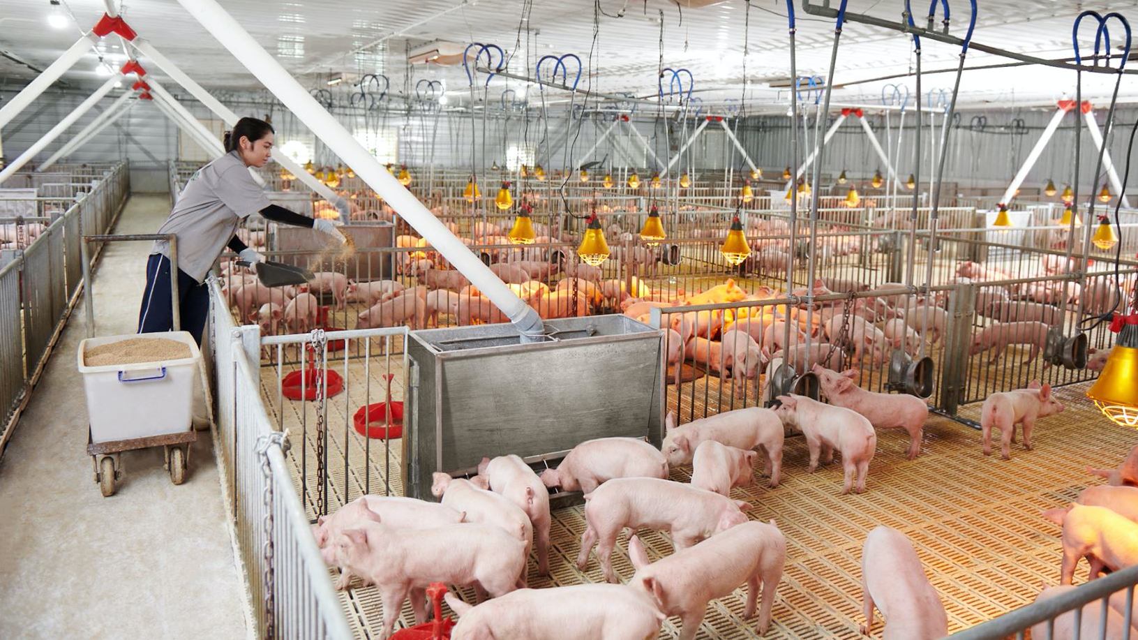 Giá lợn hơi lao dốc, lợi nhuận quý II Dabaco giảm 43% - Ảnh 1.