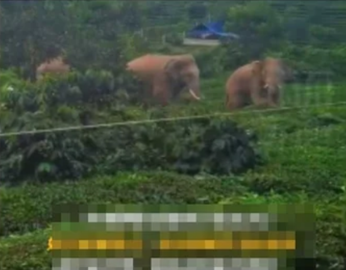 Đang ở nhà, người phụ nữ chết lặng khi thấy cảnh tượng