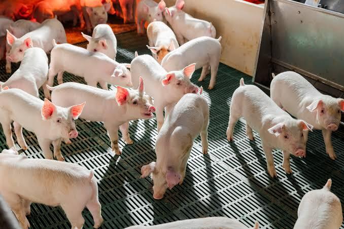 Doanh thu quý II của Nông nghiệp Hòa Phát giảm gần 32%, lợi nhuận lao dốc - Ảnh 1.