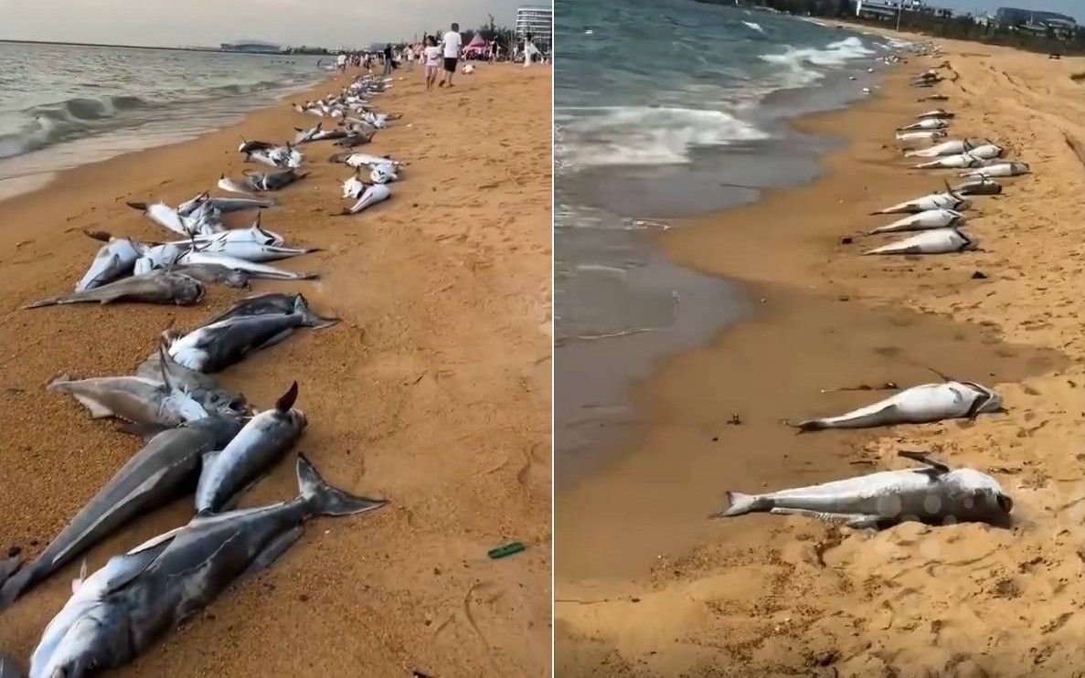 Đang đánh cá, ngư dân bất ngờ kéo lên con cá 