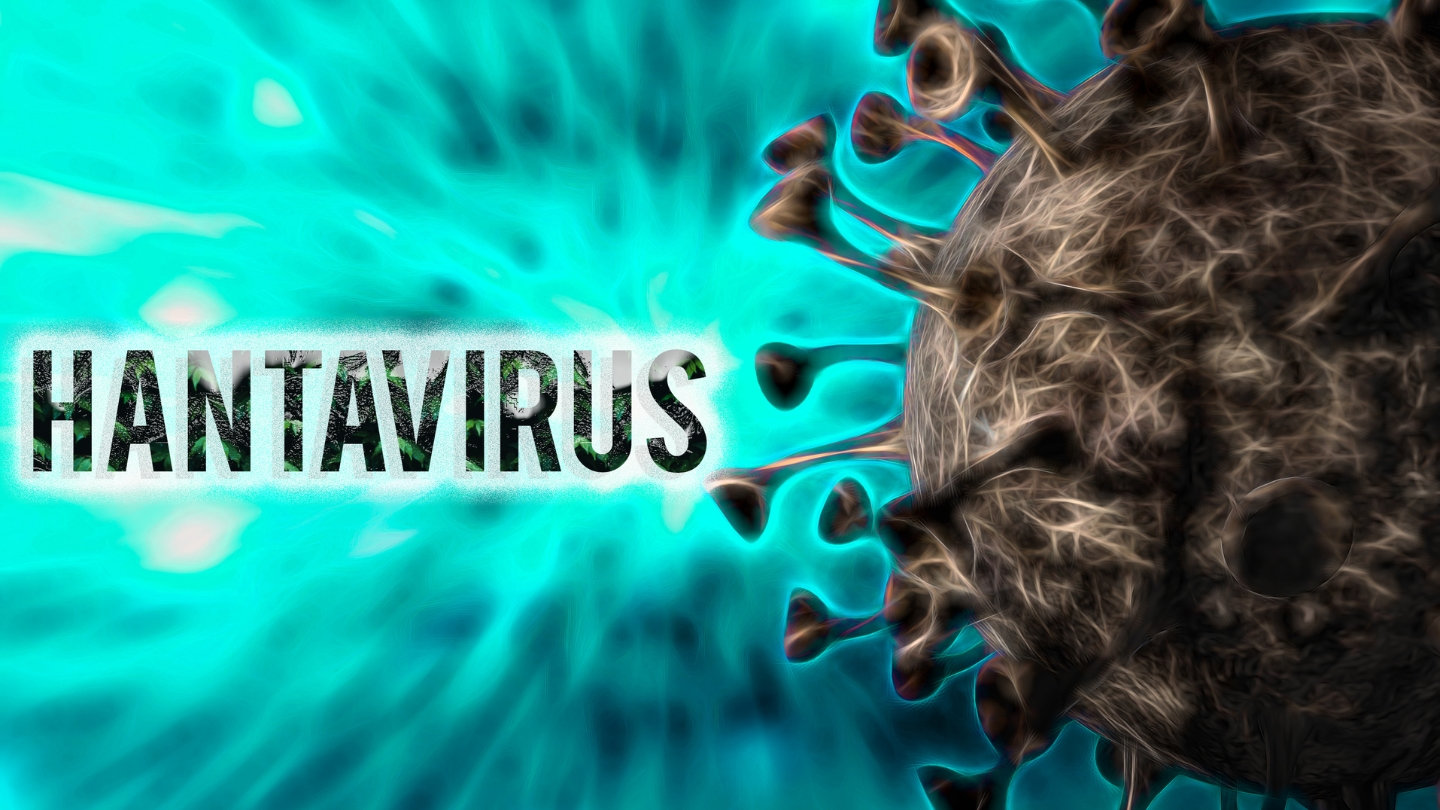 Bộ Y tế thông tin mới nhất về bệnh do virus Hanta- Ảnh 1.