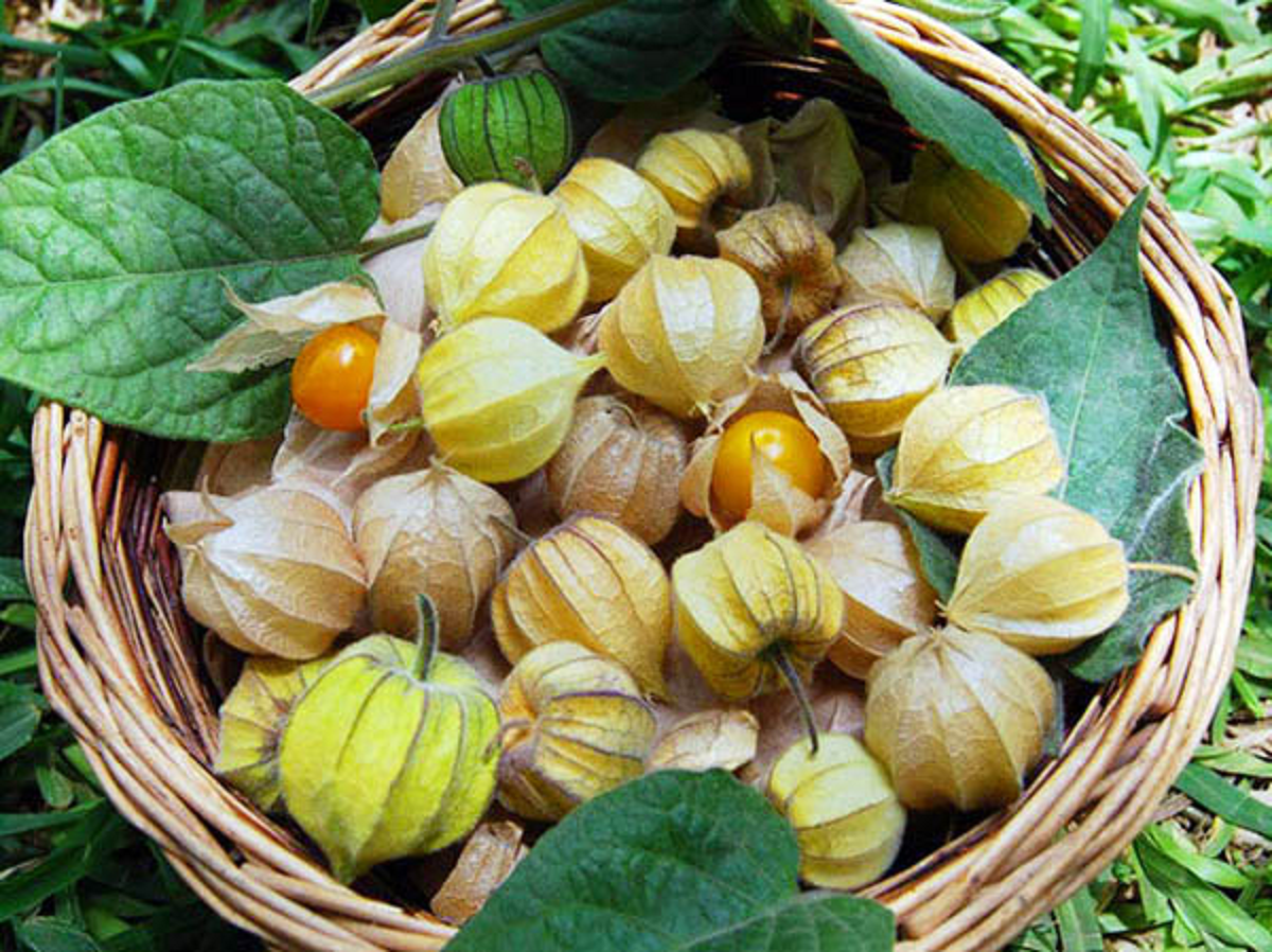 Loại quả dại ở Việt Nam 
