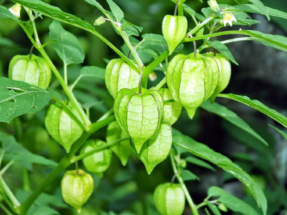 Loại quả dại ở Việt Nam 
