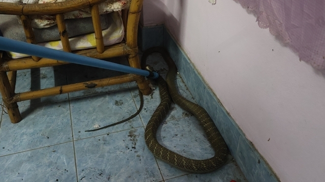 Bắt sống rắn hổ mang chúa dài 3 mét, nặng 6kg bò vào nhà dân - Ảnh 1.