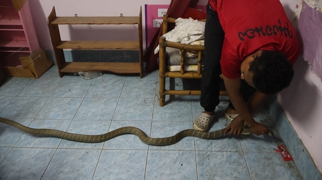 Bắt sống rắn hổ mang chúa dài 3 mét, nặng 6kg bò vào nhà dân - Ảnh 2.
