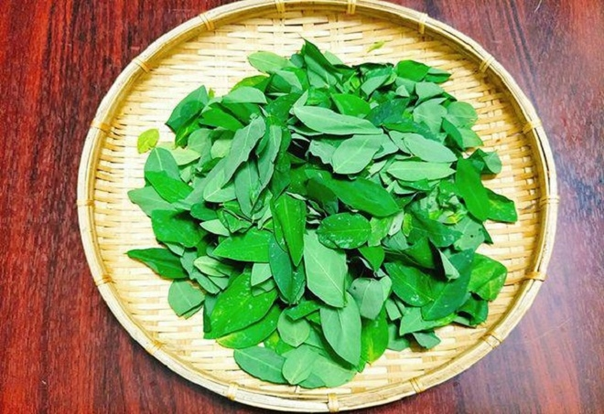 Loại rau từng được trồng làm hàng rào, không ngờ được ví như