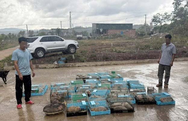 Khởi tố người đàn ông về tội buôn lậu 105 cá thể dúi- Ảnh 1.
