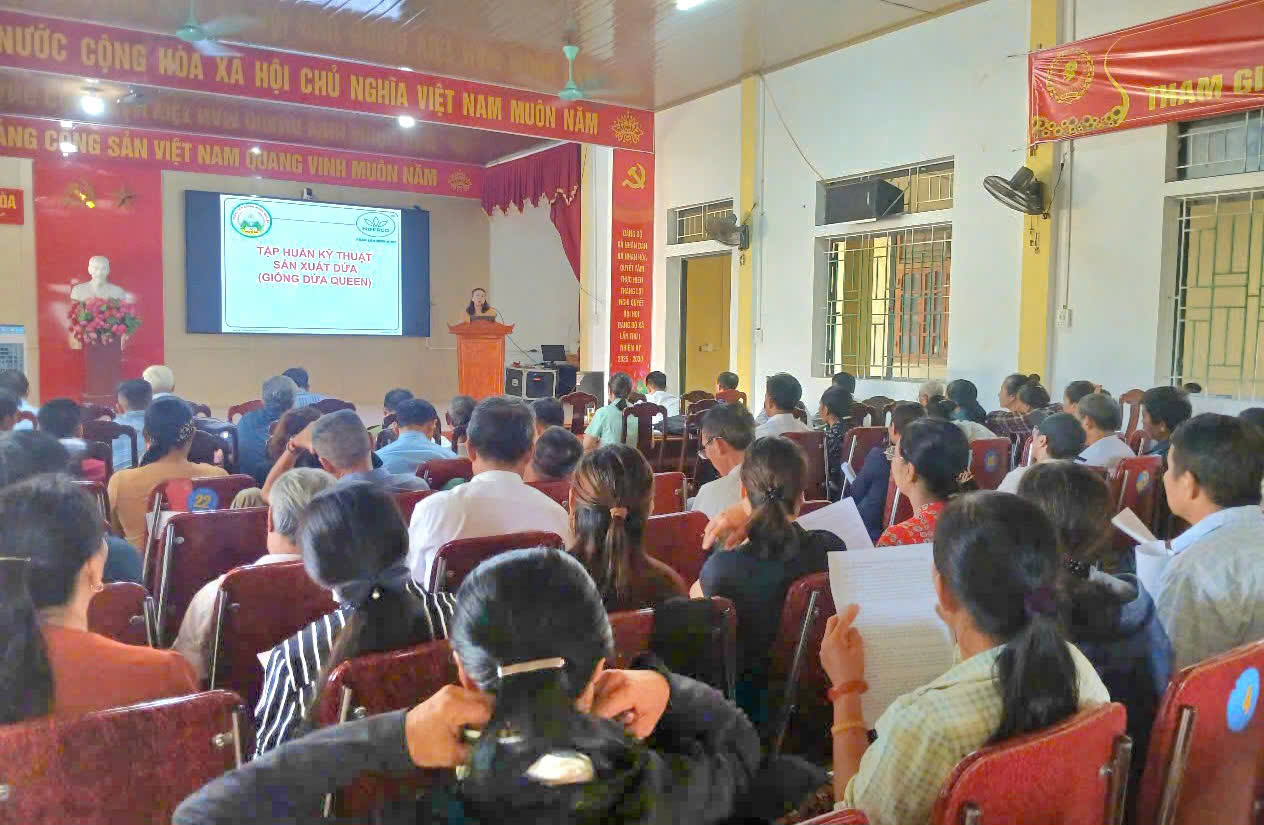 Nghệ An: Phát triển vùng nguyên liệu dứa và những chính sách hỗ trợ - Ảnh 3.
