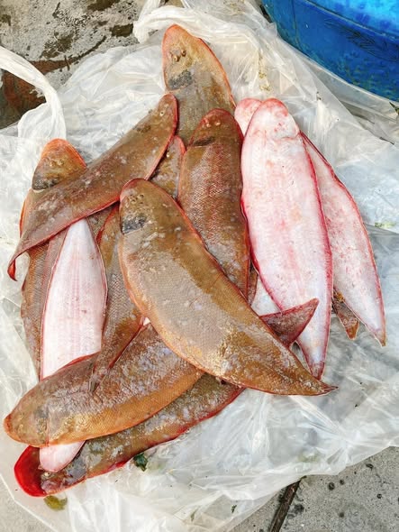 Loài cá ít xương, nhiều thịt, là "kho báu" dưỡng chất tốt cho sức khoẻ - Ảnh 1.