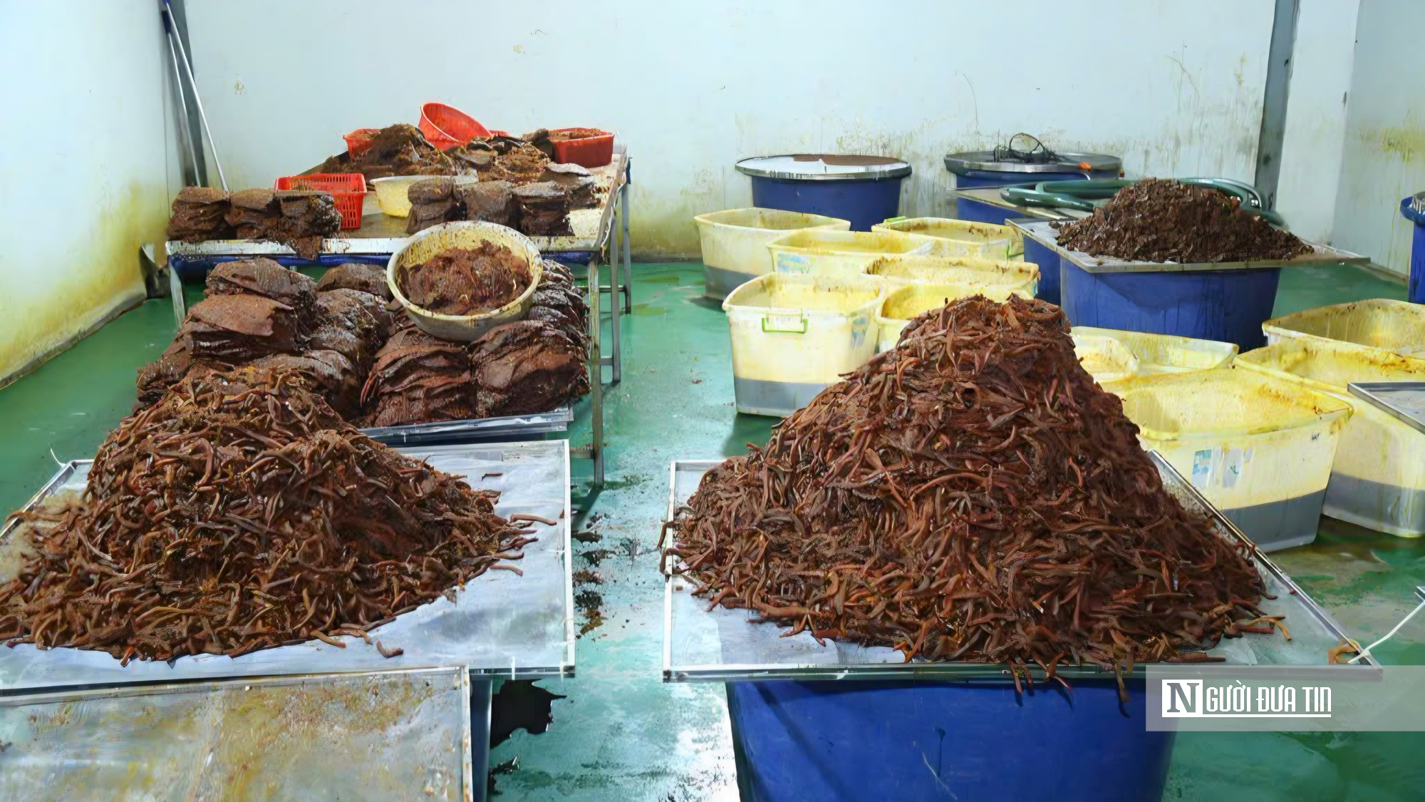 Kh&ocirc; tr&acirc;u &ldquo;đội lốt&rdquo; kh&ocirc; b&ograve;, thu lợi h&agrave;ng chục tỷ đồng- Ảnh 1.