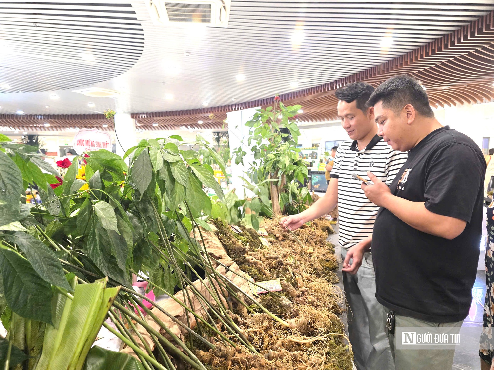 Ph&oacute; Chủ tịch Đ&agrave; Nẵng: Phải đi nhanh hơn để s&acirc;m Ngọc Linh cạnh tranh với thế giới- Ảnh 4.