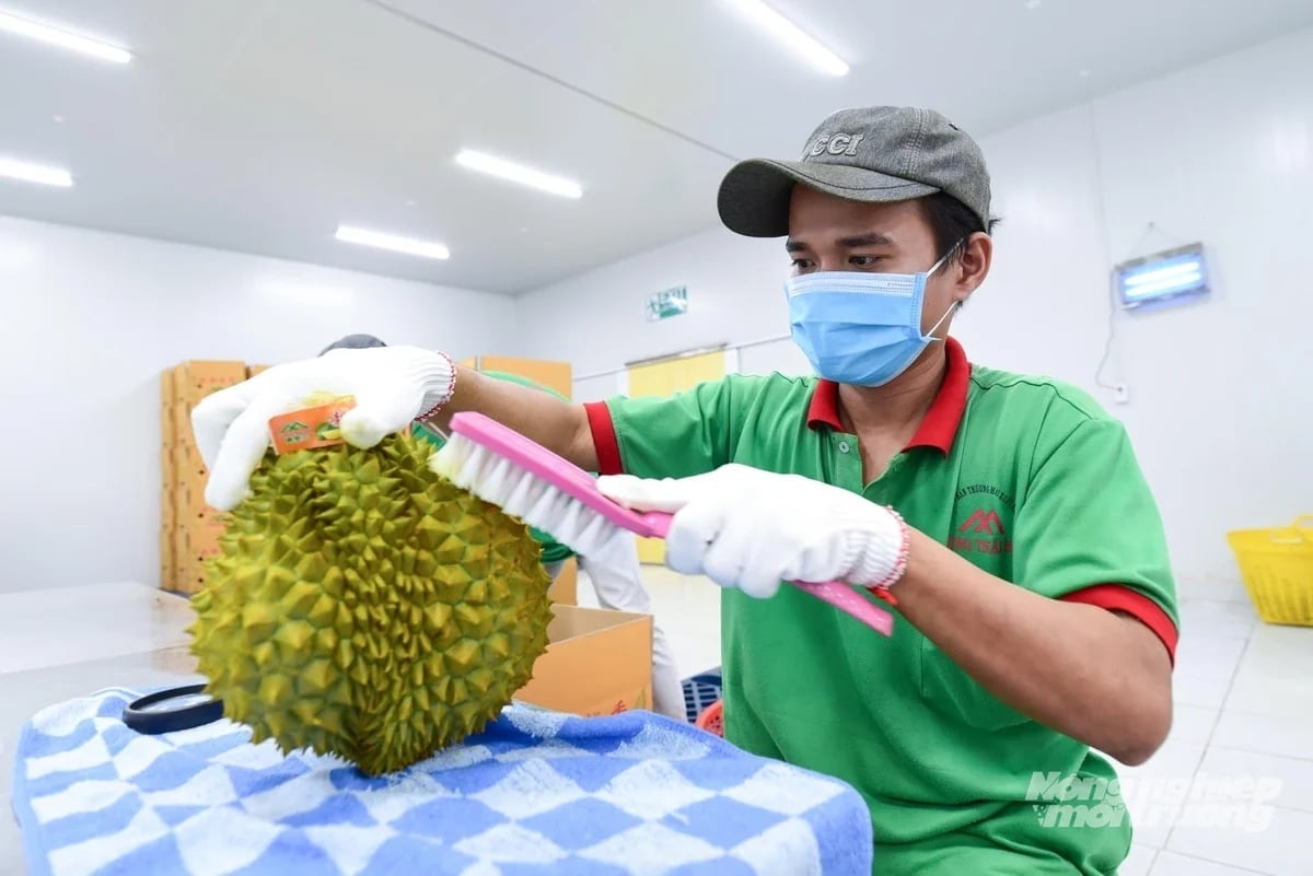 Thêm 401 vùng trồng, 166 cơ sở đóng gói sầu riêng được Trung Quốc phê duyệt- Ảnh 2.