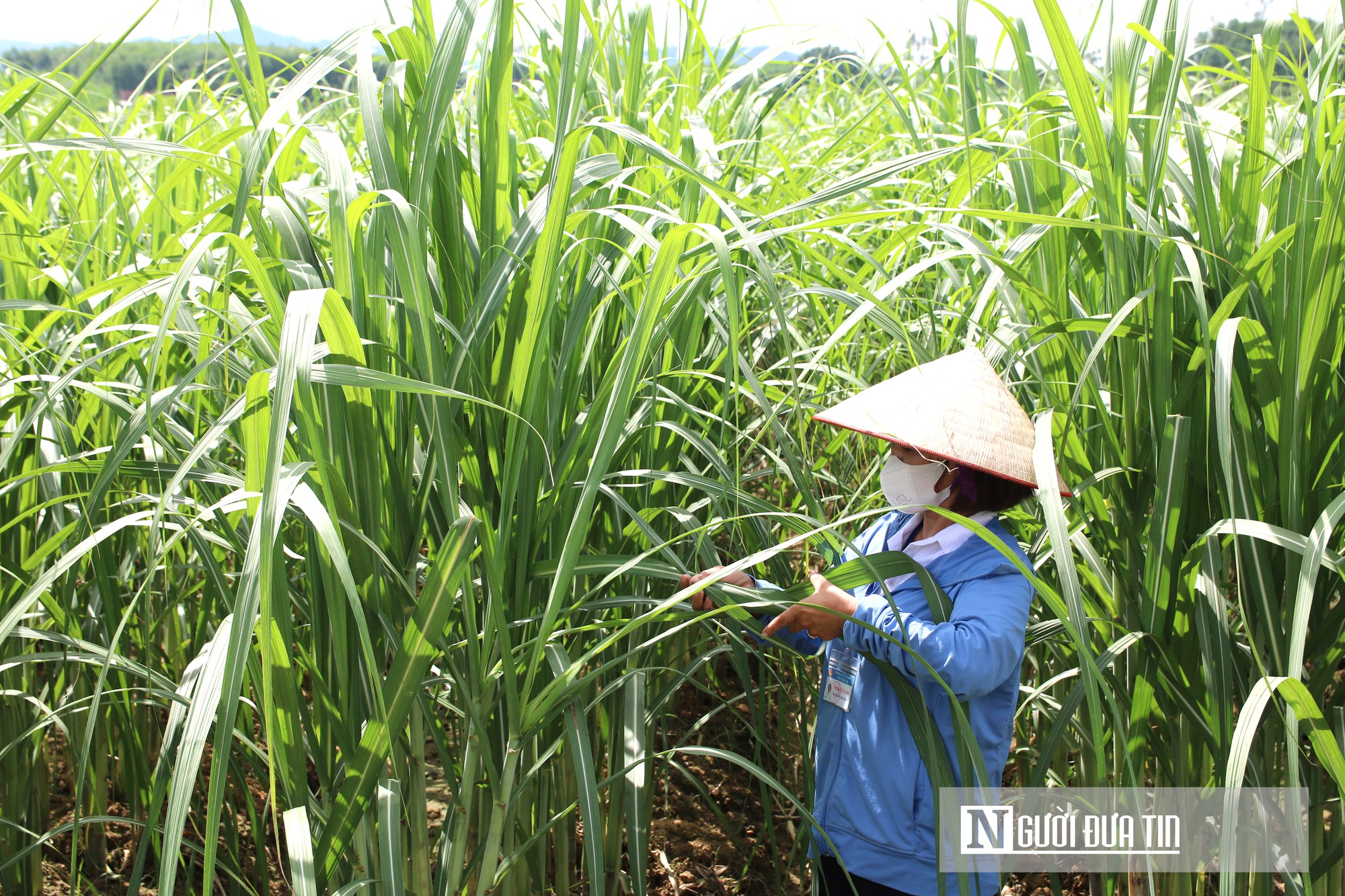 Nông dân thay đổi nếp nghĩ, cách làm từ chuỗi giá trị xuất khẩu mía ở Nghệ An- Ảnh 2.