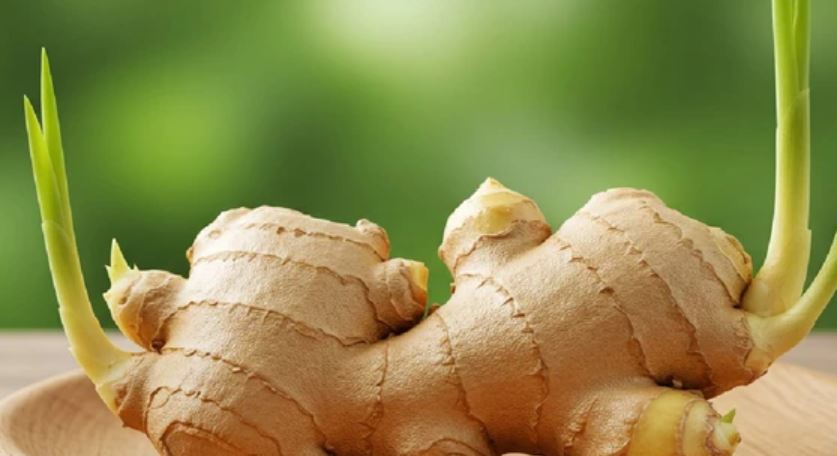 Gừng được nhiều người trồng trong nhà vì lý do này - Ảnh 2.