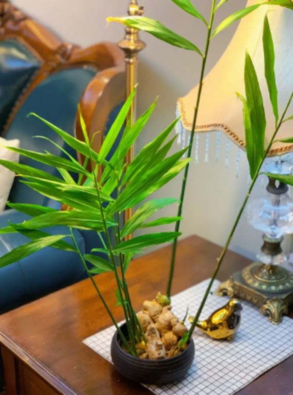 Gừng được nhiều người trồng trong nh&agrave; v&igrave; l&yacute; do n&agrave;y - Ảnh 1.