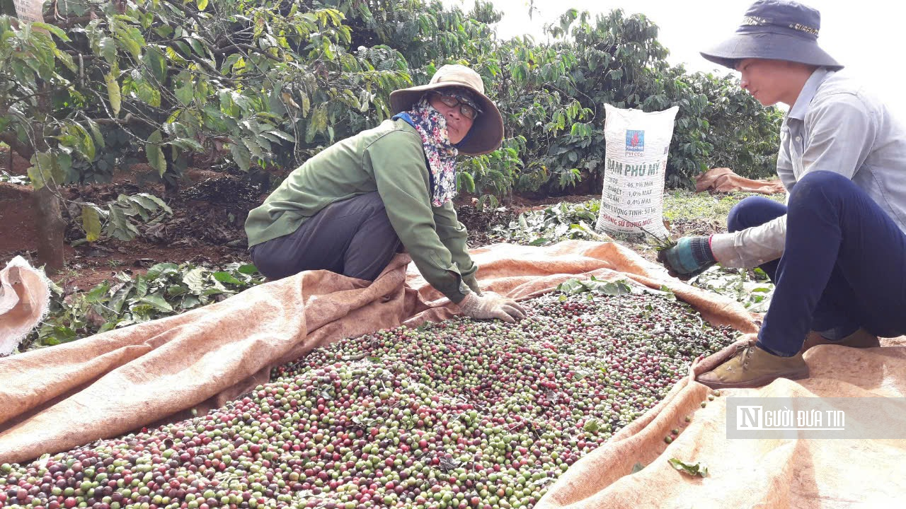 Cà phê Gia Lai chạy đua với EUDR- Ảnh 2.