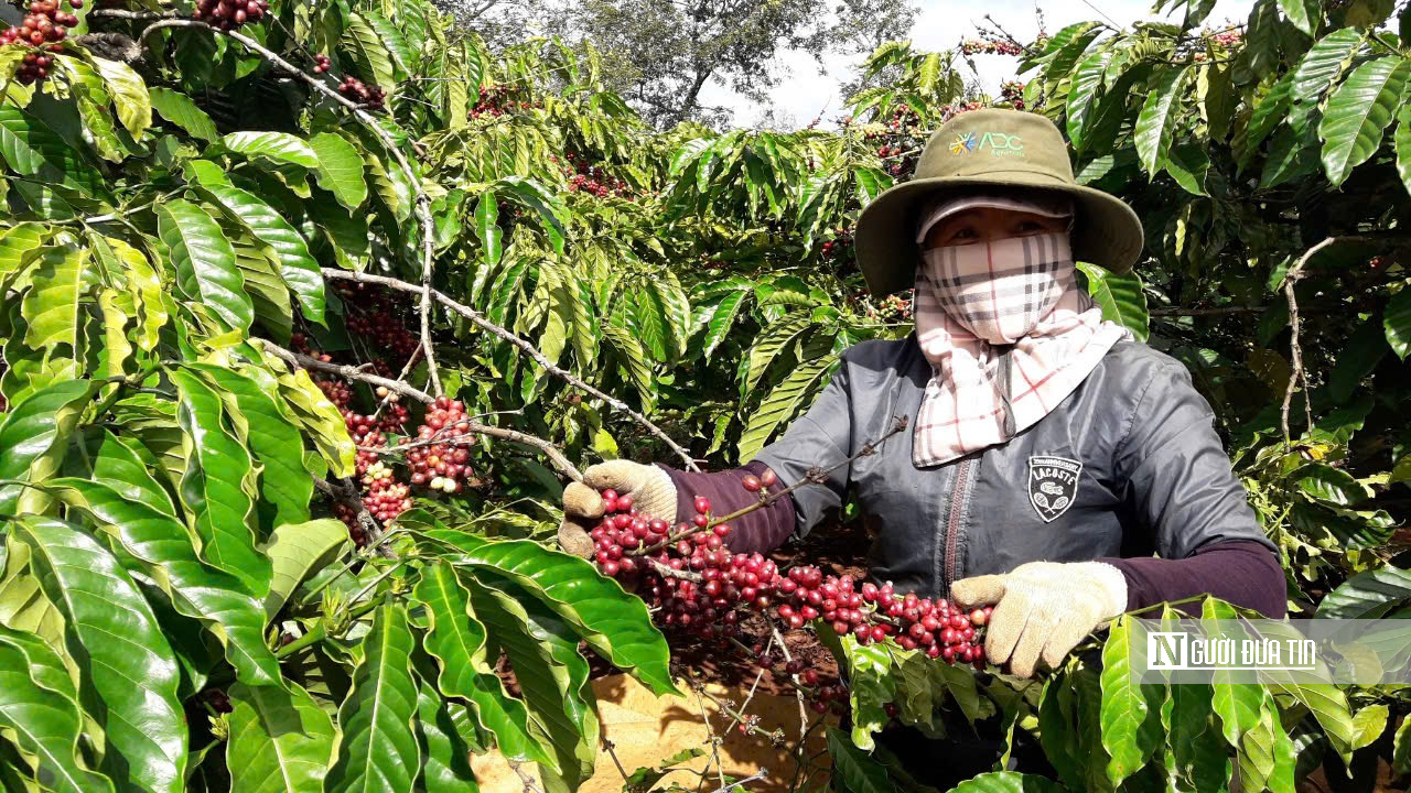 Cà phê Gia Lai chạy đua với EUDR- Ảnh 4.