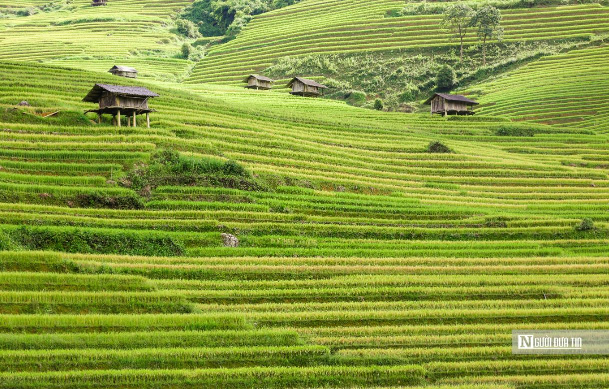 Về quê lập nghiệp: Không phải bước lùi, mà là một lựa chọn trưởng thành - Ảnh 1.