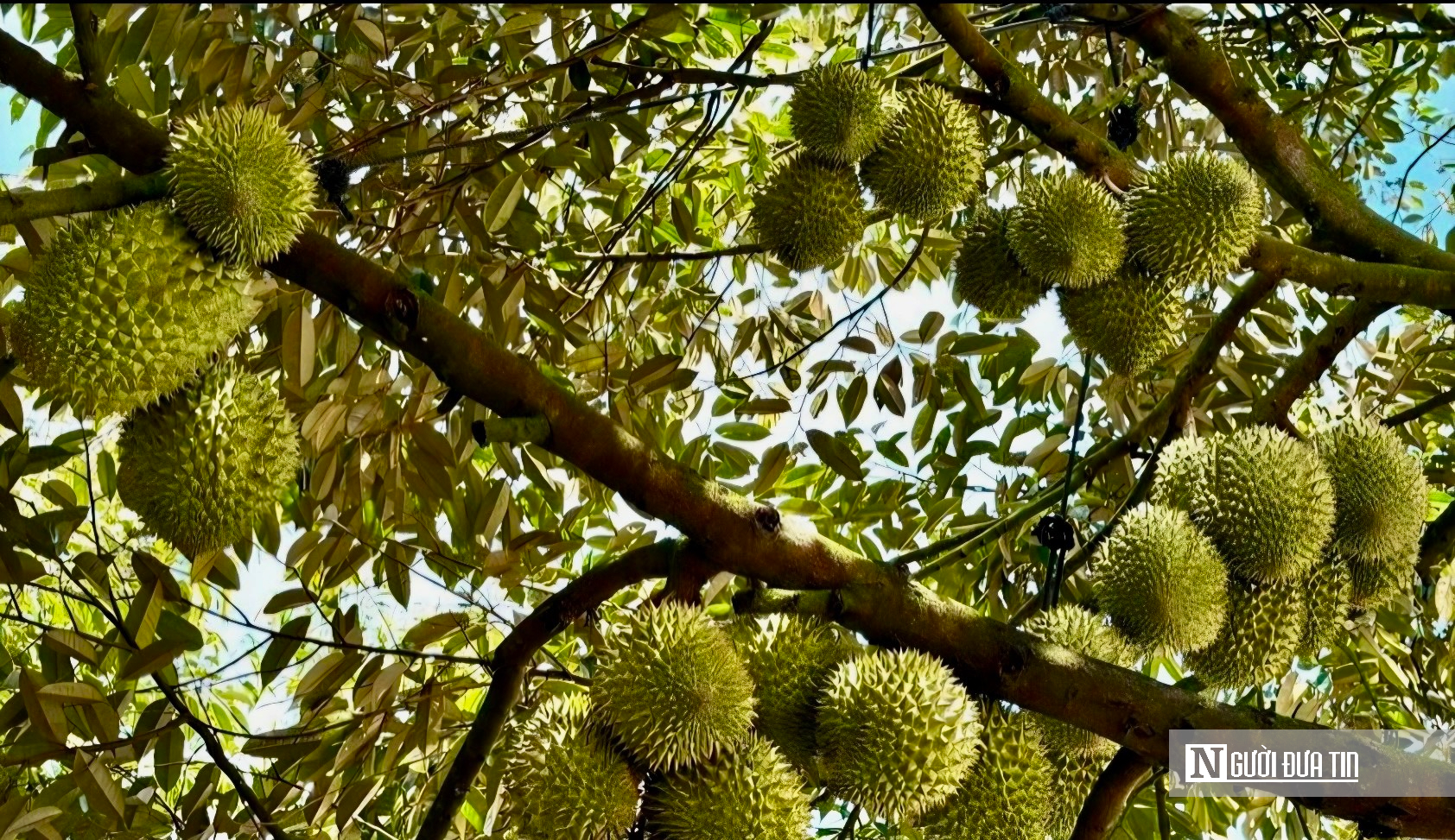 Thương lái sầu riêng chờ "cởi trói" để giữ thị trường xuất khẩu- Ảnh 4.