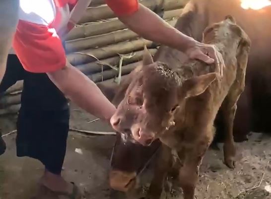 Con bê 3 mắt, 2 miệng được hỏi mua, người đàn ông vẫn từ chối bán - Ảnh 1.