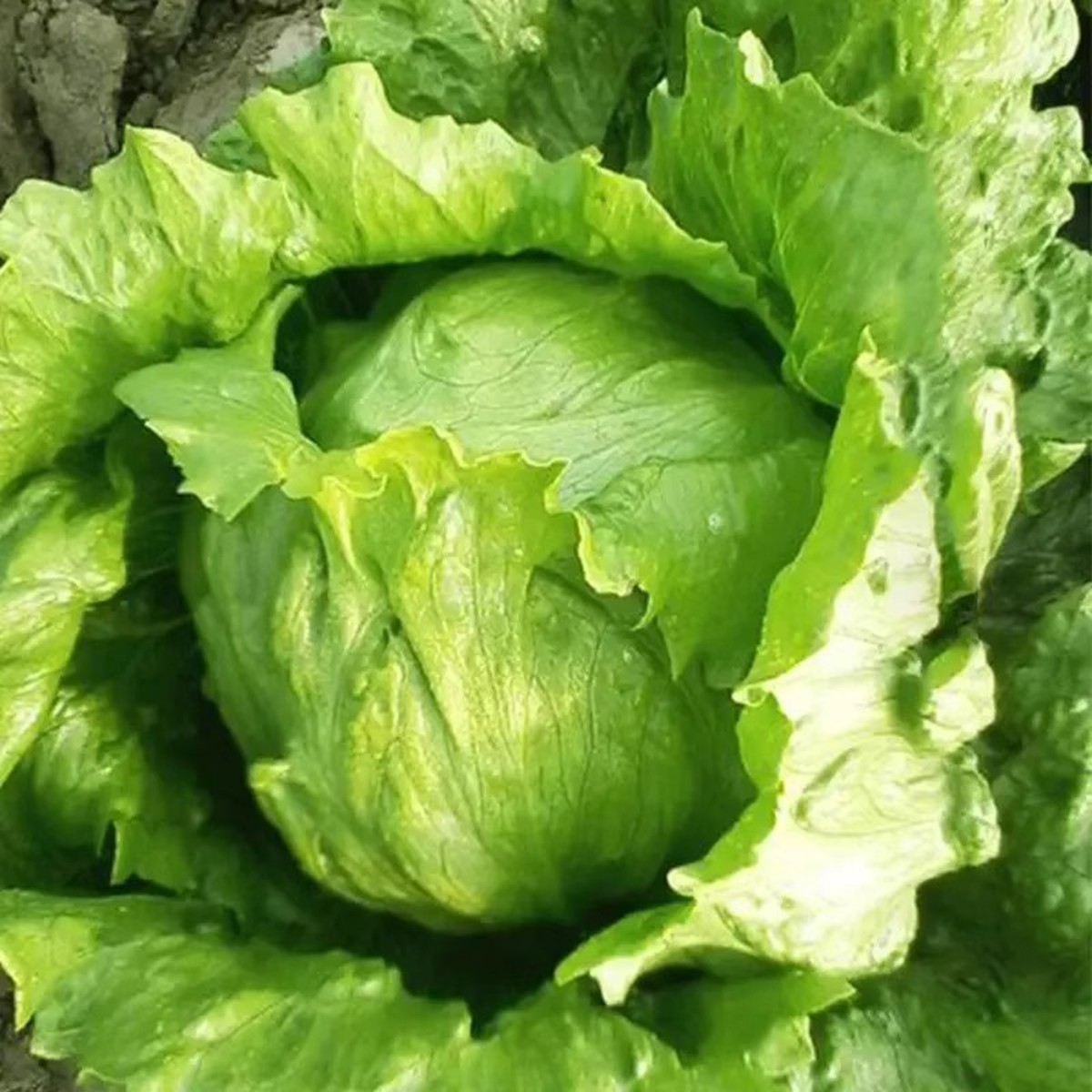 Mỹ đánh giá rau 