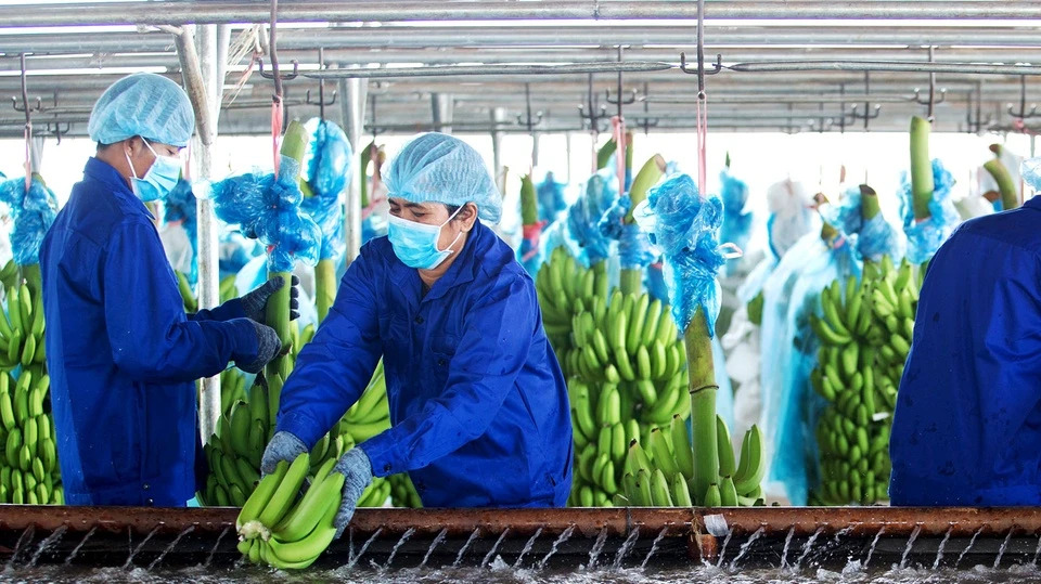 Quý II/2026 có lãi trở lại, HAGL Agrico vẫn 