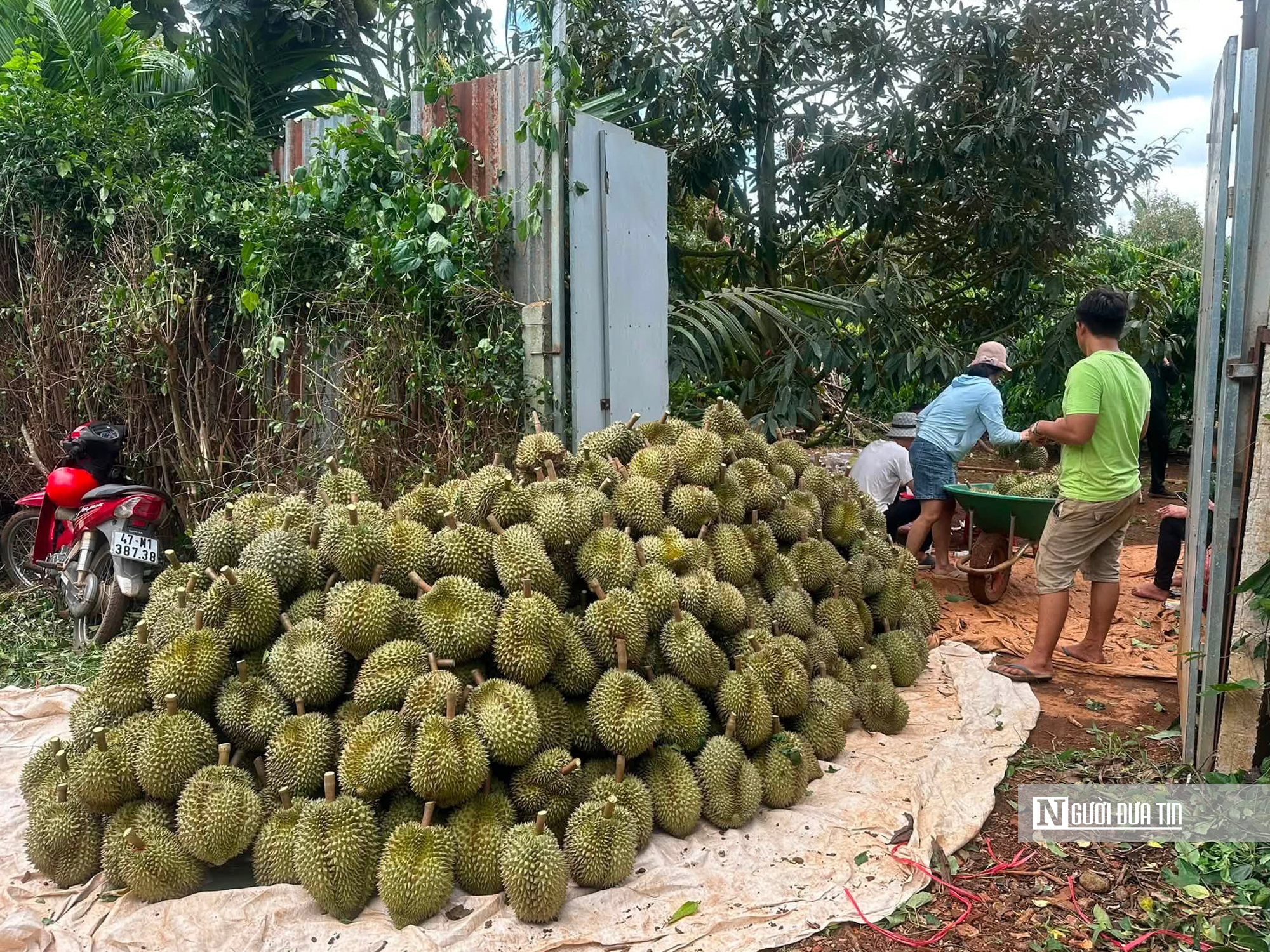 Gỡ nút thắt mã số vùng trồng, “tấm hộ chiếu” để sầu riêng Đắk Lắk vươn ra Thế giới - Ảnh 6.