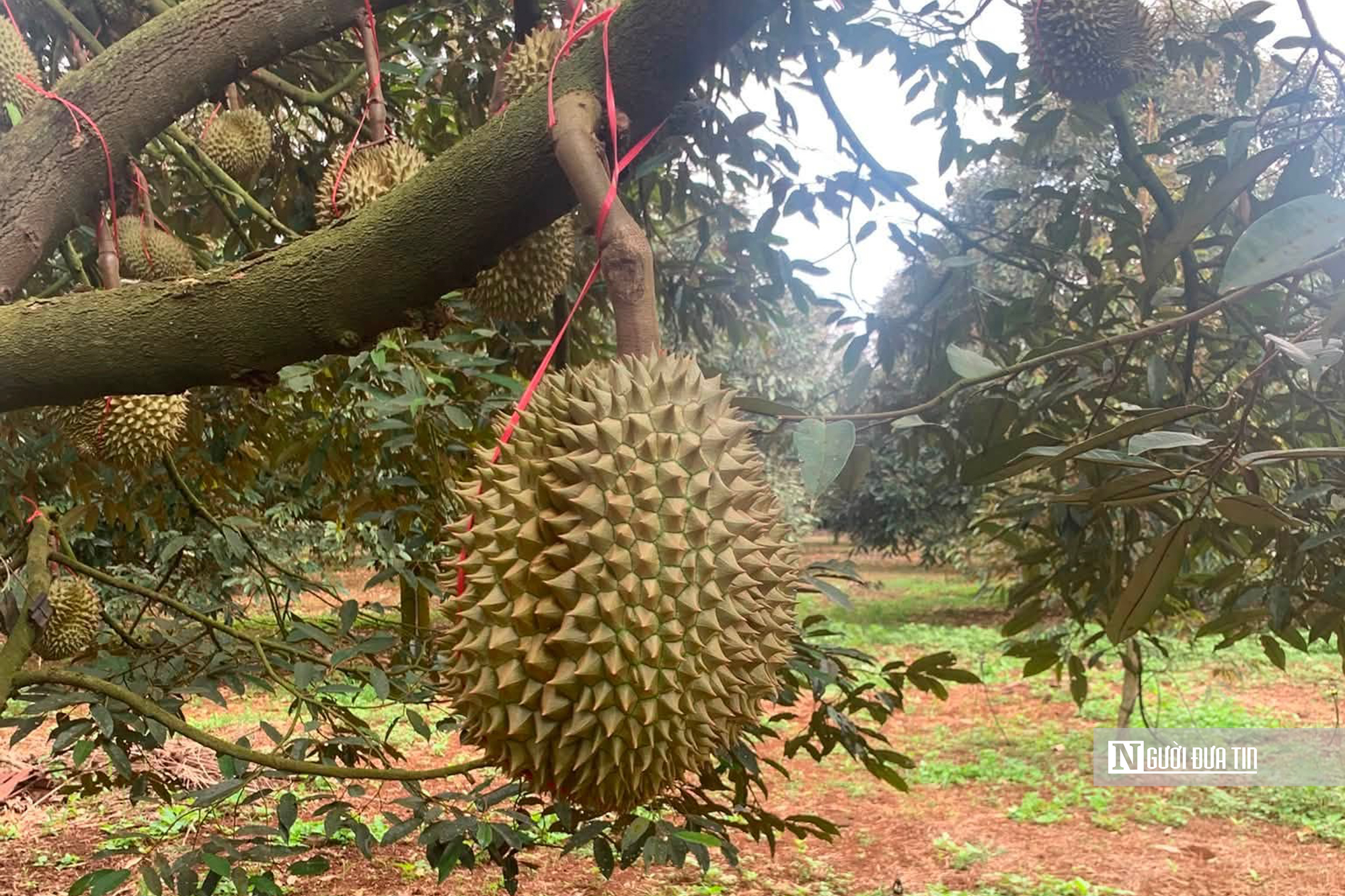 Gỡ nút thắt mã số vùng trồng, “tấm hộ chiếu” để sầu riêng Đắk Lắk vươn ra Thế giới - Ảnh 7.