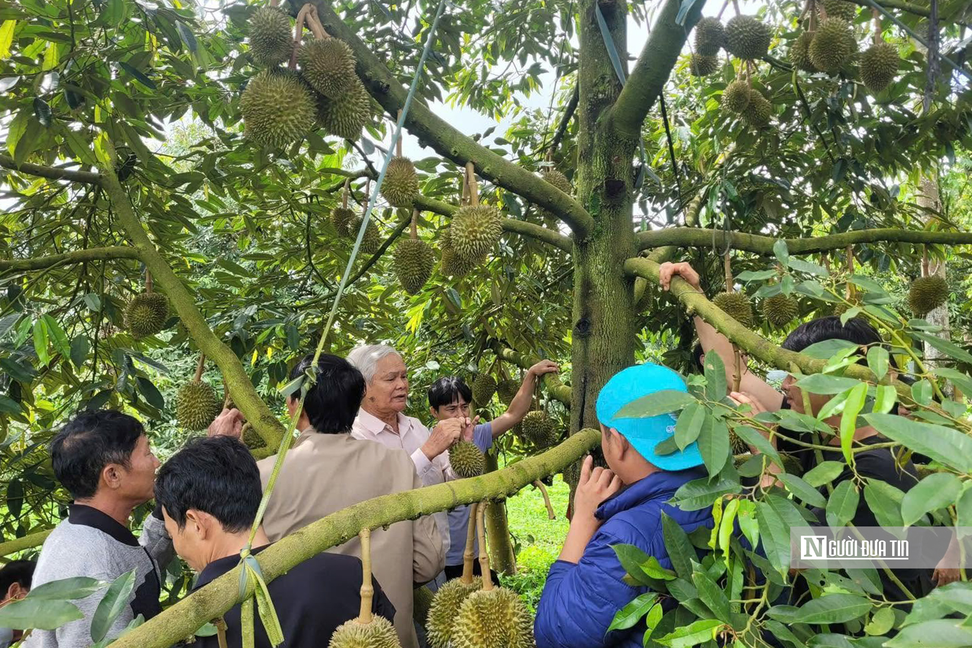 Gỡ nút thắt mã số vùng trồng, “tấm hộ chiếu” để sầu riêng Đắk Lắk vươn ra Thế giới - Ảnh 5.