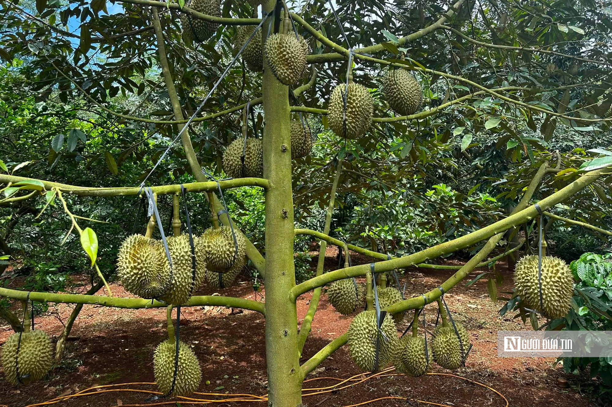 Gỡ nút thắt mã số vùng trồng, “tấm hộ chiếu” để sầu riêng Đắk Lắk vươn ra Thế giới - Ảnh 4.