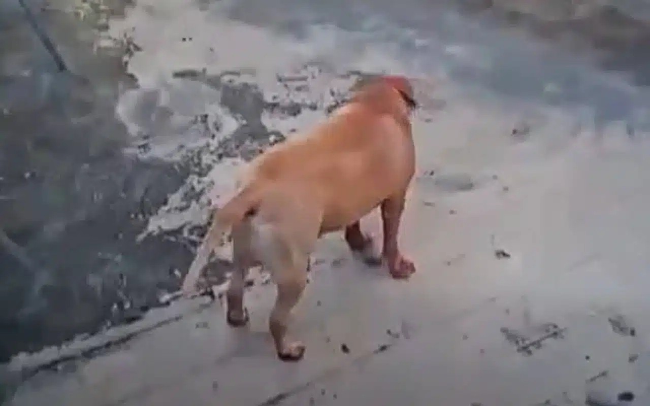 Đang ngồi chơi, hai trẻ bị chó dại lao vào cắn - Ảnh 2.