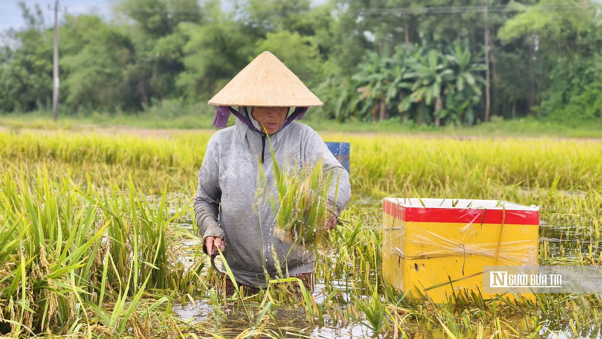 Đằm m&igrave;nh giữa đồng nước cứu l&uacute;a sau mưa lớn- Ảnh 7.