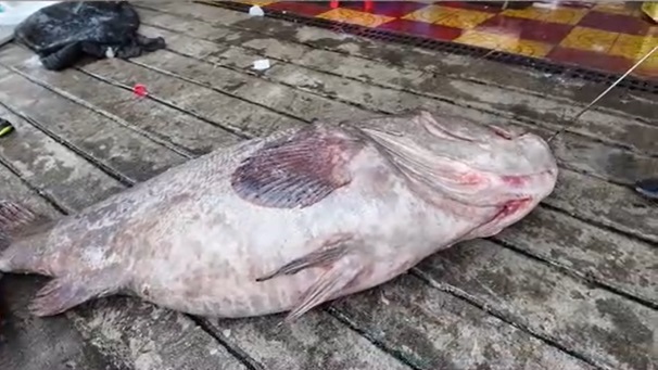 Ngư dân bắt được con cá mú khổng lồ nặng 175kg trên biển- Ảnh 1.