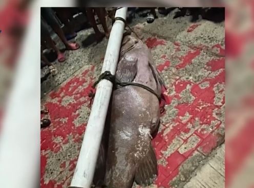 Ngư dân bắt được con cá mú khổng lồ nặng 130kg trên biển - Ảnh 1.